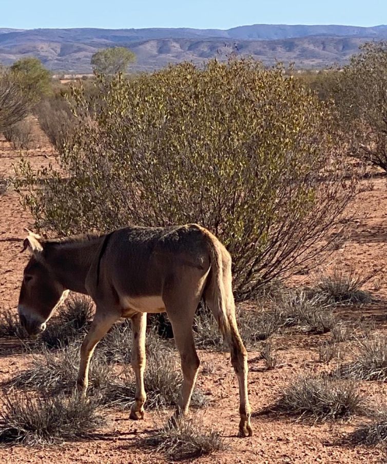 Donkey-web