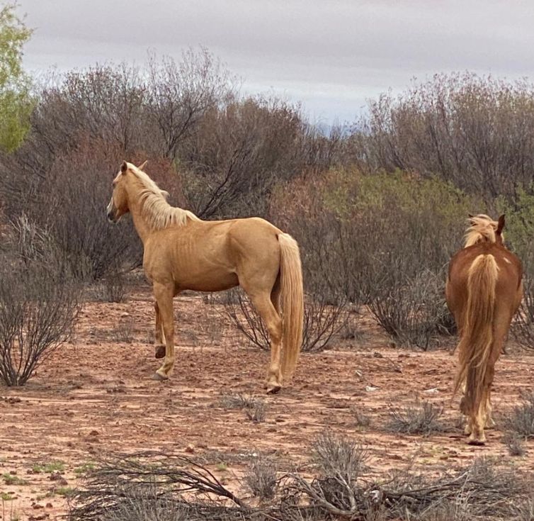 Wild horses-web